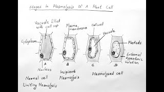 STAGES OF PLASMOLYSIS DIAGRAM FOR CLASS 11 BIOLOGY [upl. by Carlota]