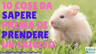 10 COSE DA SAPERE PRIMA DI PRENDERE UN CRICETO [upl. by Seumas]