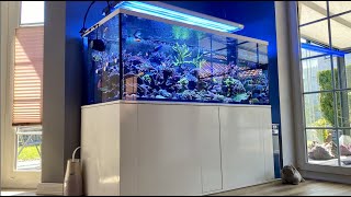 GERMAN REEF TANKS  1250 Liter SPS Meerwasseraquarium  180x80x70cm  aquarium reeftank tour [upl. by Aibonez64]