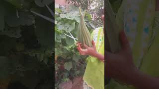 Ridge Gourd harvesting బీరకాయలు😍fresh Vegetables in my home garden😊 [upl. by Nitza]