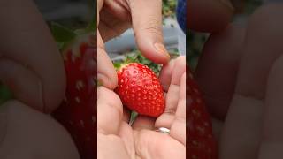 strawberryfarming flowers plants gardeningtipsandtricks pucktime ytshorts garden gardening [upl. by Torry]