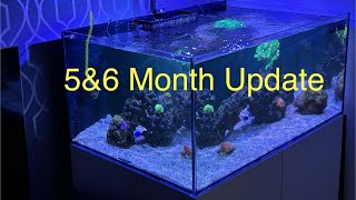 Waterbox Frag 853 5amp6 Month Update [upl. by Hedva410]