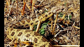 A Big Coin snake or Coinmarked snake Hemorrhois nummifer  Δρόπης ή Ζαμενής της Ρόδου  Cyprus [upl. by Wilhelm]