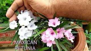 How to grow and care Maxican petunia [upl. by Aryc]