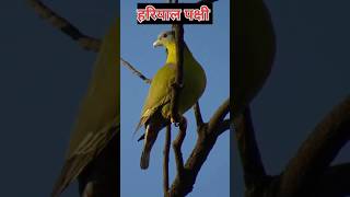 Greenpigeonyellowfooted green pigeon birds pigeon viral [upl. by Bette]