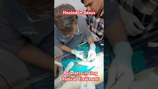 Dog Pyometra treatment is Surgery veterinaryclinic ujjain petdoctor mahakalveterinaryclinic [upl. by Aicatsue774]