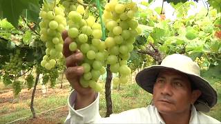 Agricultura al Día  MinAgricultura potenciará la producción de frutas en el Valle del Cauca [upl. by Hniht]