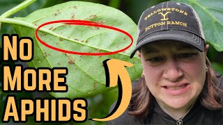 How to Get Rid of Aphids on Pepper Plants  Aphid Control in the Garden [upl. by Gorges750]