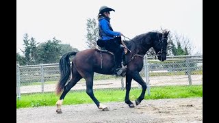 Naturally Gaited Tennessee Walking Horse  Flat Walk Running Walk  Tilley  Gaited Horse Training [upl. by Sheff]