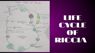 LIFE CYCLE OF RICCIA [upl. by Yllop]