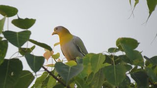 Yellow Footed Green Pigeon amp Oriole l March 24 [upl. by Allecnirp]