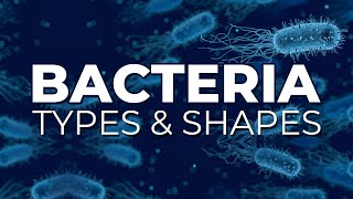 BACTERIA TYPES AND SHAPES [upl. by Idonah]