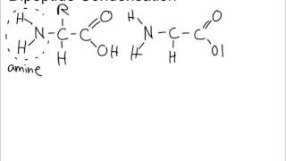 32  Dipeptide Condensation [upl. by Meng]