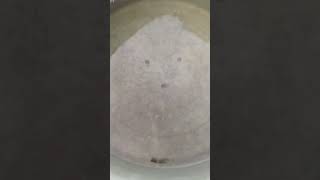 Acclimatization of milkfish larvae [upl. by Ilocin58]