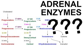 Adrenal Enzyme Deficiencies [upl. by Corydon]