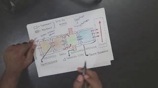 APOPLAST AND SYMPLAST PATHWAY DETAILED  DIFFERENCE BW APOPLAST AND SYMPLAST [upl. by Ehcadroj]