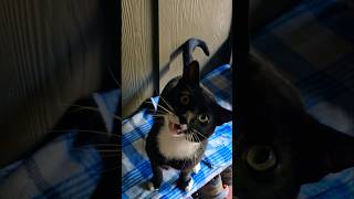 Happy Cats Enthusiastic Hello Loud Meow Cute Head Tilt and Shaking Tail [upl. by Ecam]