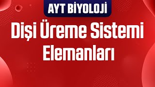 29 Dişi Üreme Sistemi Elemanları [upl. by Nilra830]