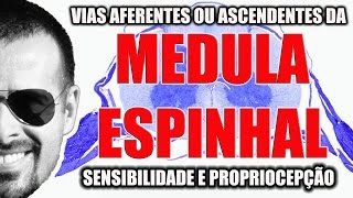 Medula Espinal Vias Aferentes ou ascendentes sensibilidade  Sistema Nervoso  VideoAula 092 [upl. by Laamak]