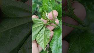 Mealybug treatment on hibiscus 🌺🌺shortvideo plants shorts hibiscus [upl. by Anitsim]