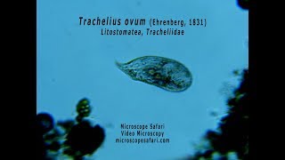 Trachelius ovum [upl. by Sylvester]