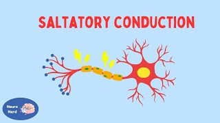 Saltatory Conduction in Neurons  Action Potential Propagation  NeuroNerd [upl. by Kolb]