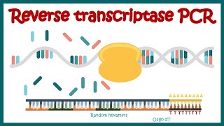 Reverse Transcriptase PCR RT PCR  What are the applications of RT PCR   RT PCR protocol [upl. by Atirb]