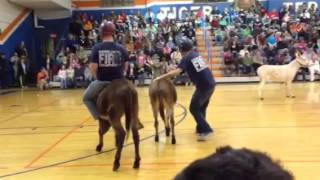 Donkey basketball at RHS [upl. by Sturdivant]