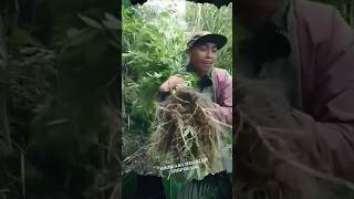 Tanaman langka dan Mahal Tumbuh Subur shorts semeru tanaman [upl. by Remliw213]