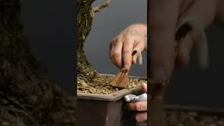 Reviving an old wild olive bonsai tree terryerasmusbonsai bonsai bonsaitree gardening [upl. by Rehpotsirc]