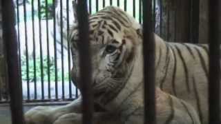 Surabaya Zoo  animals severely neglected [upl. by Arakat63]