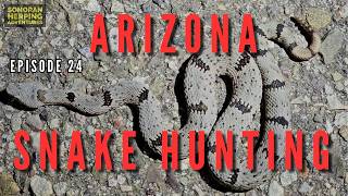 BONUS Surprise Arizona Herping  Snake Hunting in Arizona rattlesnake snake reptiles [upl. by Giacopo]