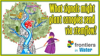 AGU2022 What signals might plant canopies send via stemflow [upl. by Lord]