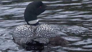 Common Loons in Minnesota [upl. by Ultan]