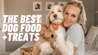 Aussiedoodle Puppy  What to feed your Aussiedoodle Dog  3 Important Factors [upl. by Mcdade]