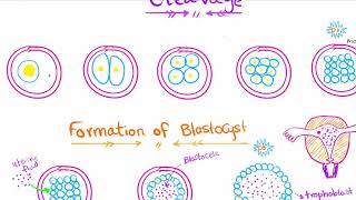 General Embryology Dr Noureldin  2nd Lecture [upl. by Stauder]