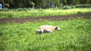 Breukelen  Schapen Ganzen en Koeien [upl. by Allez]