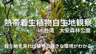 台湾の公園で観察できた熱帯着生植物を紹介 [upl. by Ornstead]