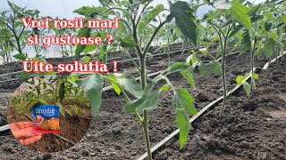 Solutia de drojdie uscata ingrasamant BIO pentru rosii [upl. by Yeslehc]