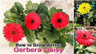 5 Things You Must Know To Grow Gerbera  How To Grow amp Care Gerbera Plant  Care of Gerbera plant [upl. by Ewen]