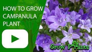 How to grow Campanula plant Bellflower plant [upl. by Barclay]