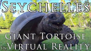 Seychelles in VR  VIRTUAL REALITY Experience  Aldabra Giant Tortoise of North Island in 57K 360° [upl. by Nnylylloh]