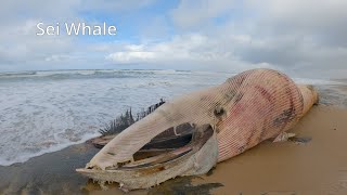 Dead Sie Whale on 13th Beach [upl. by Pope]