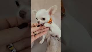 Thais 3 month old Teacup Chihuahua Puppy For Sale in California [upl. by Hgielanna]