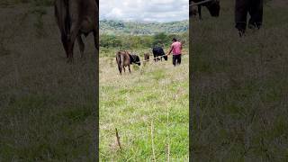 Gambiarra pra quem não sabe laçar CAMBÃO rural pecuaria lida roça sitio dica [upl. by Leirej]