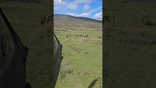 UH60 Black Hawk  Helicopter Cowboy Horse Herding [upl. by Ynavoj]