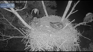 Barred Owl Strike on Kansas Juvie [upl. by Krystin890]