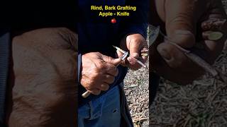 Rind Grafting Apple 🍎 grafting graftingtechnique treenursery [upl. by Amsaj390]