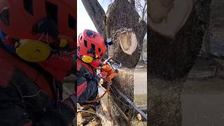 Husqvarna 572XP tree removal cainsaw arborist climber [upl. by Jordain]