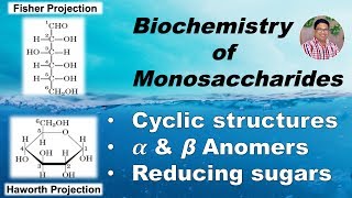 Biochemistry of Monosaccharides Cyclic structures Anomers amp Reducing sugars Part II [upl. by Eitnom394]